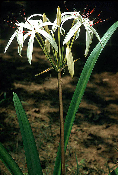Southern Swamp Lily