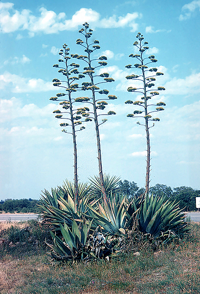 Century Plant