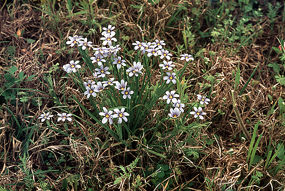 Pale Blue-eyed Grass
