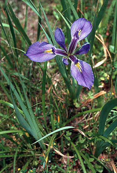 Southern Blue Flag