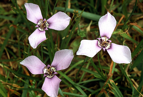 Herbertia - Herbertia lahue