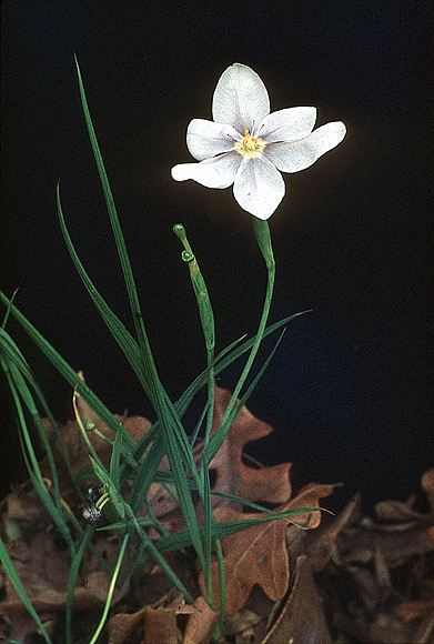 Celestial Lily