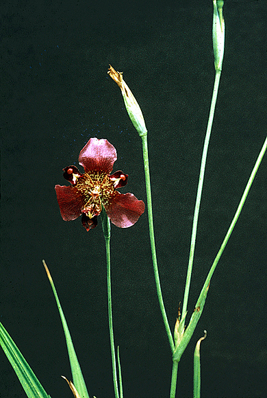 Purple Pleatleaf