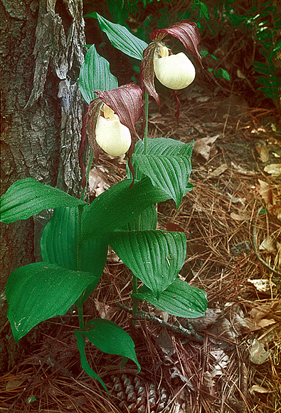 Southern Lady's slipper - Cypripedium kentuckiensis