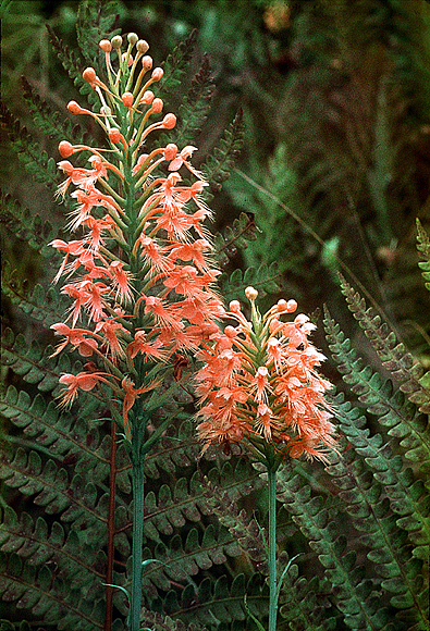 Chapman's orchid - Platanthera chapmanii