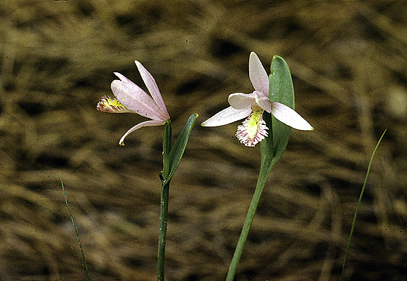 Rose Pogonia