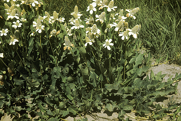 Yerba Mansa
