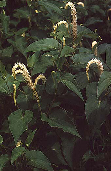 Lizard's tail - Saururus cernuus