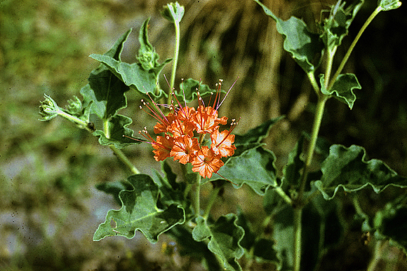 Scarlet Musk-flower