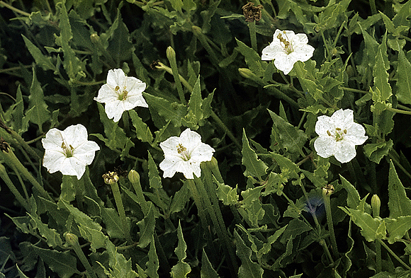 Angel Trumpets