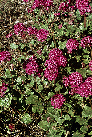 Amelia’s Sand Verbena