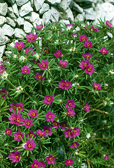 Moss rose - Portulaca pilosa