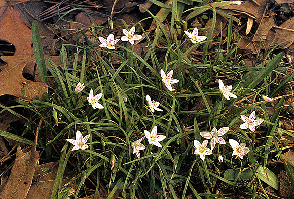 Spring Beauty