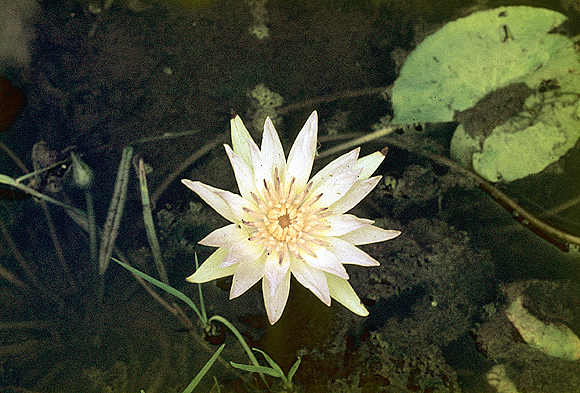 Blue Water Lily