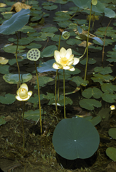 Yellow Lotus