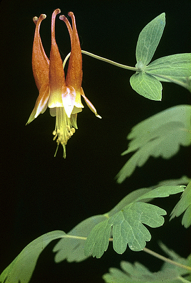 Wild Columbine - Aquilegia canadensis