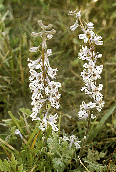 Blue Larkspur