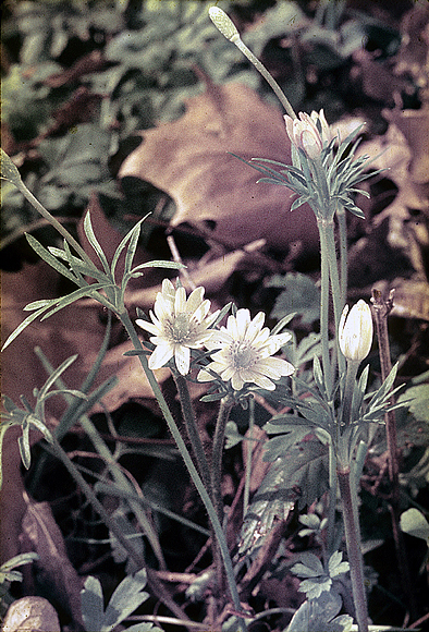 Ten-petal Anemone