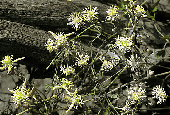 Texas Virgin’s Bower