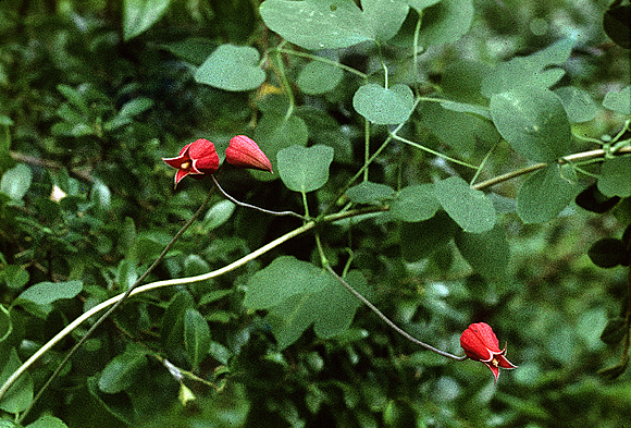 Scarlet Clematis