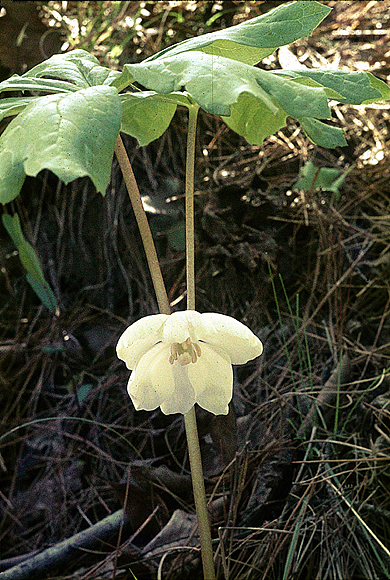Mayapple - Podophyllum peltatum