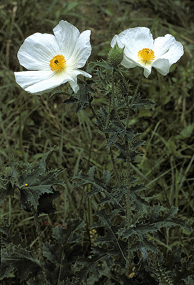 White Prickly Poppy