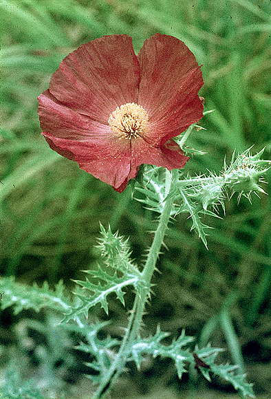 Red Poppy
