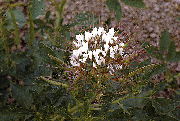 Clammyweed