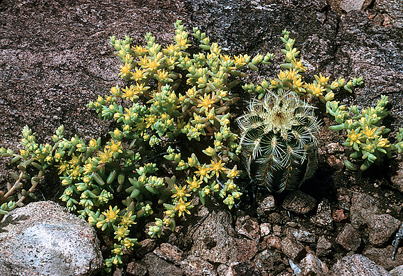 Yellow Stonecrop (with Lace Cactus) - Sedum nuttallianum (with Echinocereus reichenbachii)