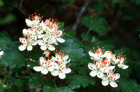 Parsley Hawthorn