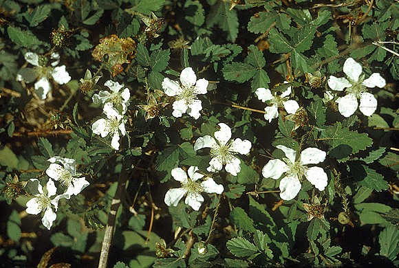 Southern Dewberry