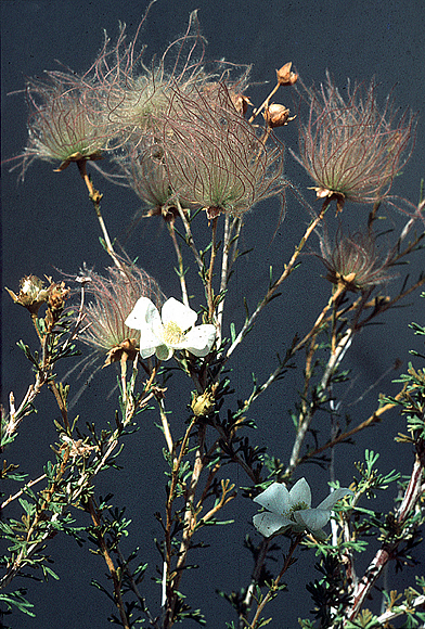 Apache-plume