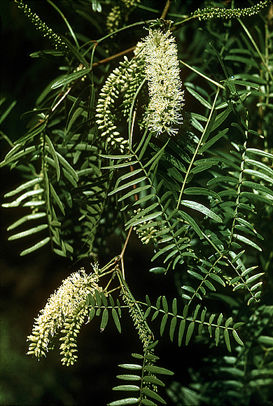 Honey Mesquite