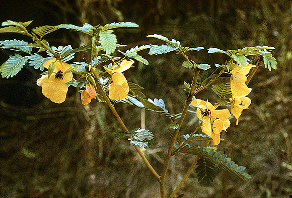 Partridge-pea