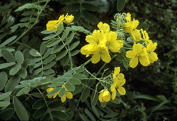 Lindheimer’s Senna