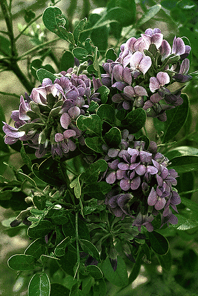 Texas Mountain Laurel