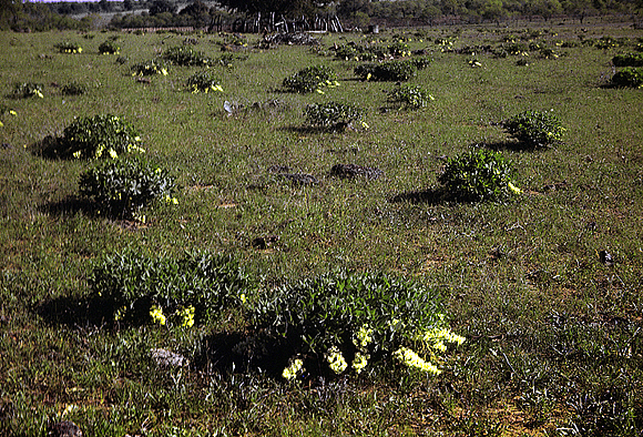 Plains Wild Indigo - Baptisia leucophaea