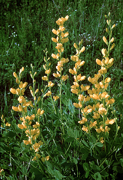 Green Wild Indigo