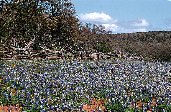 Texas Bluebonnets - Lupinus texensis