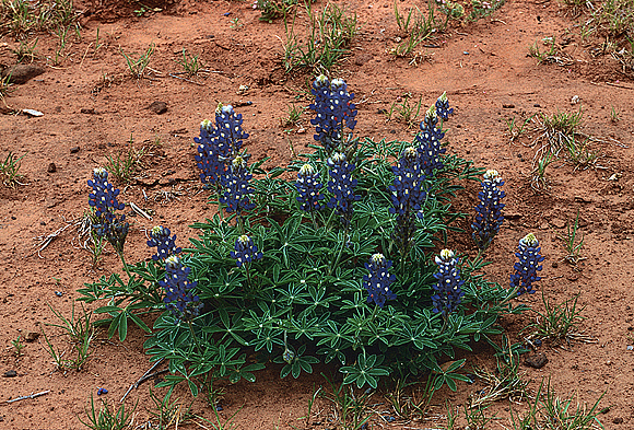 Texas Bluebonnet
