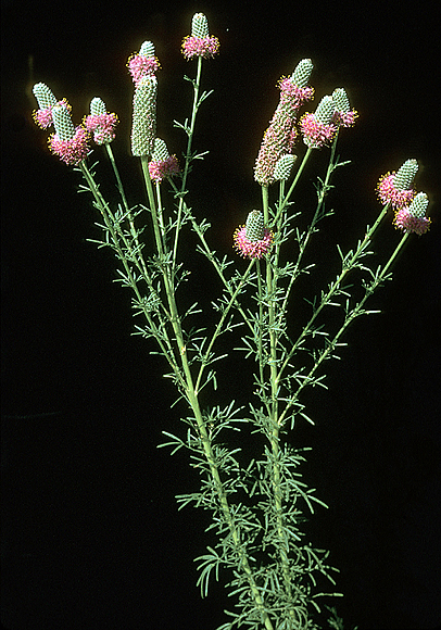 Pink Prairie Clover