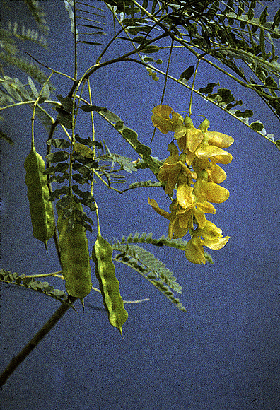 Rattlebush