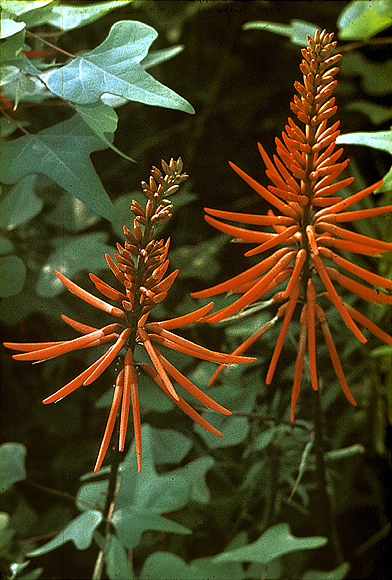 Coral-bean - Erythrina herbacea