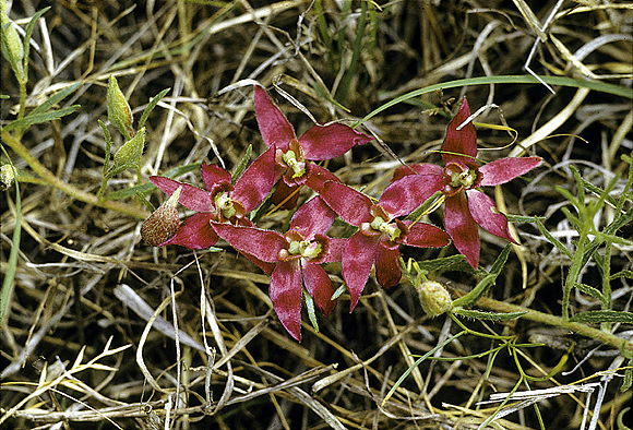 Crameria