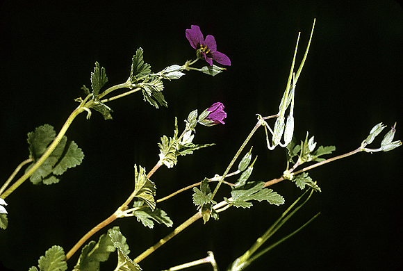 Stork’s-bill