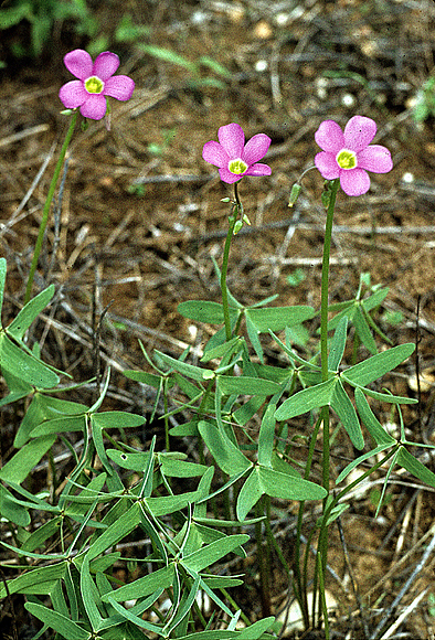 Drummond’s Oxalis