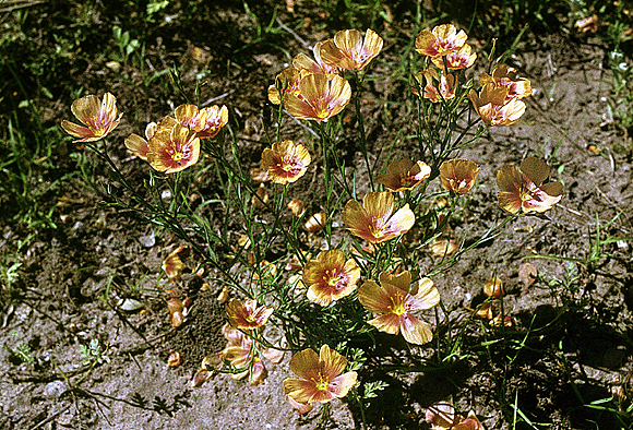 Berlandier’s Flax