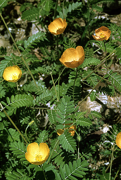 Desert Poppy