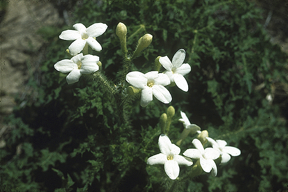 Bull Nettle