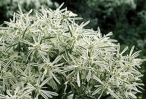 Snow-on-the-prairie - Euphorbia bicolor